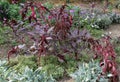 Red Acalypha wilkesiana, copperleaf and JacobÃ¢â¬â¢s coat Royalty Free Stock Photo